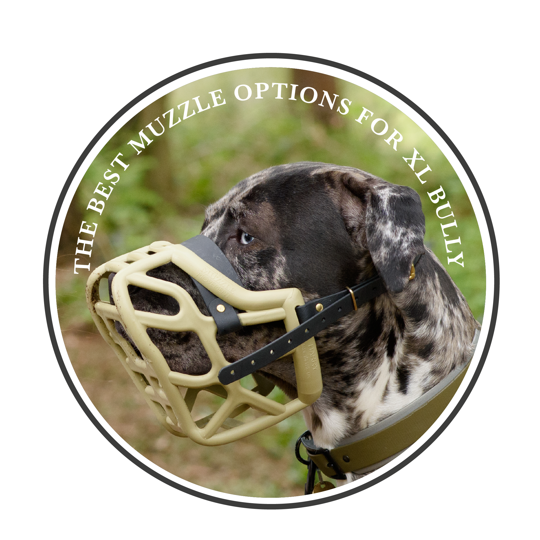 The Best Muzzle Options for XL Bully Breeds: A Comprehensive Guide