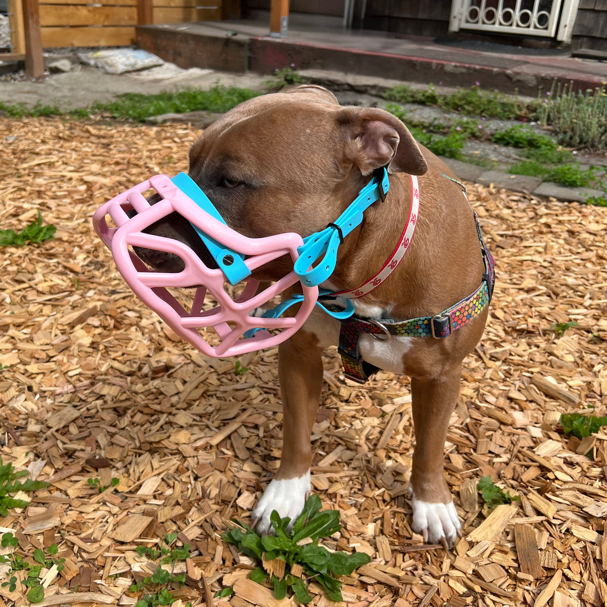 Muzzle Movement Colorful Basket Muzzle Size Harry Dog Muzzle Made