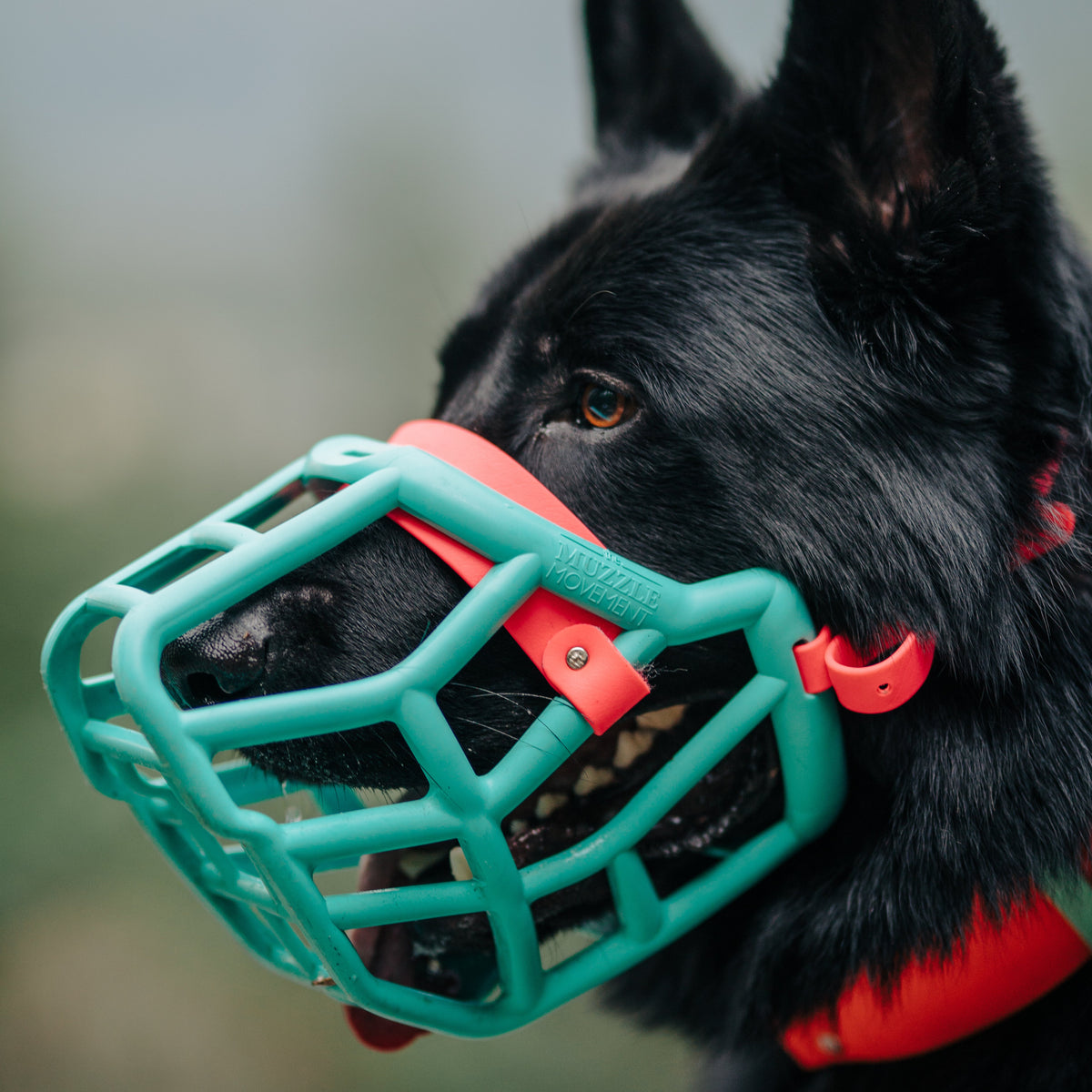 Biothane Basket Muzzle Biothane Muzzle Will A Muzzle Stop A Dog