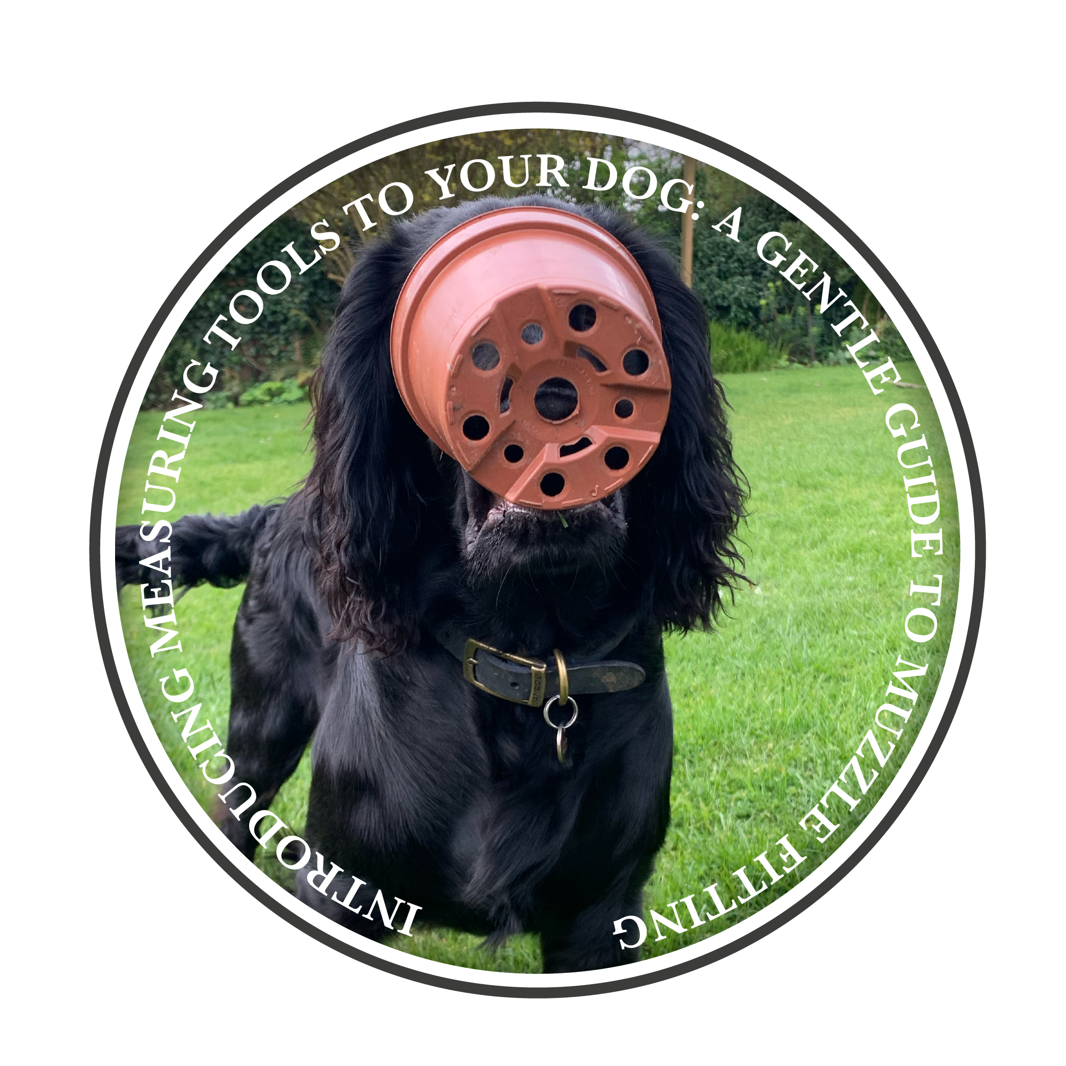 Introducing Measuring Tools to Your Dog: A Gentle Guide to Muzzle Fitting