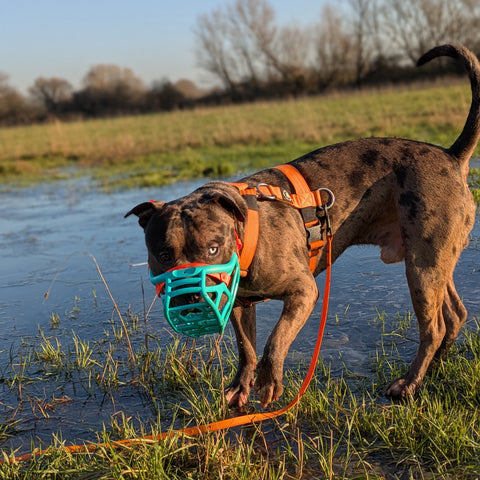 The Muzzle Movement Size Mitzy Dog Muzzle for Trade