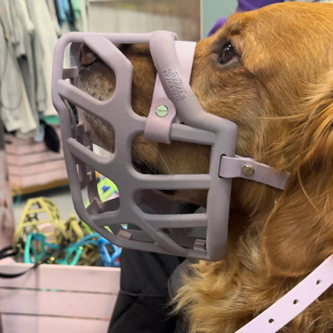 The Muzzle Movement Size Taz Dog Muzzle for Trade