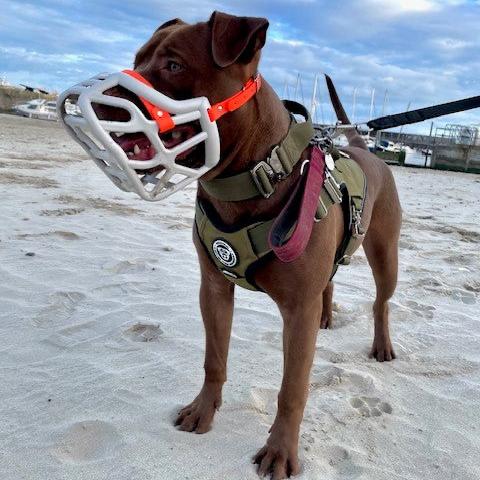 Size Harry original - Made to order muzzle with colour customisation