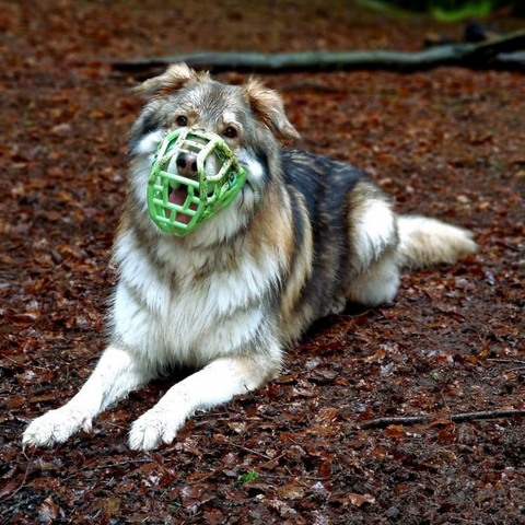 The Muzzle Movement Size Sunny Dog Muzzle for Trade