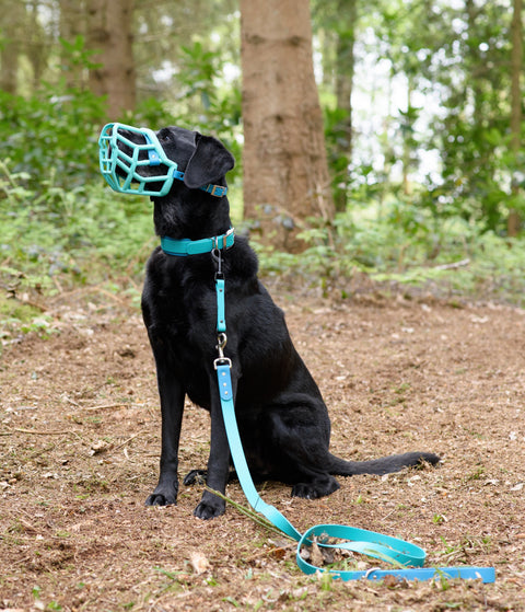 Teal Muzzle, Collar & Lead Set