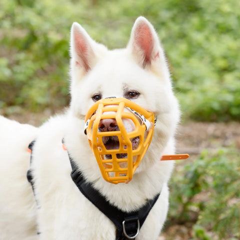 Size Taz Dog Muzzle - Made to order muzzle with colour customisation
