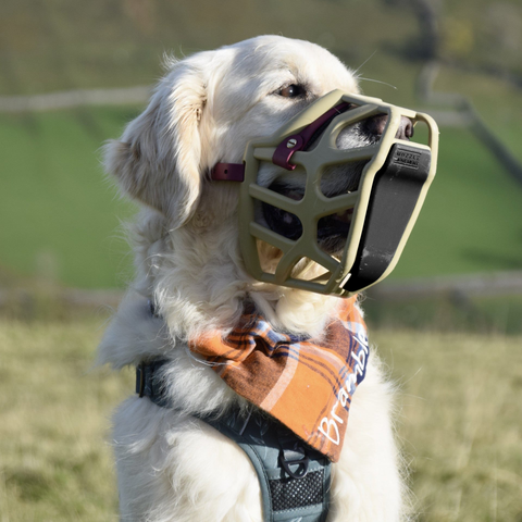 Scavenger guard bundle of 4 for Canine Professionals