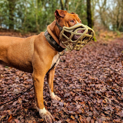 Size Harry original - Made to order muzzle with colour customisation