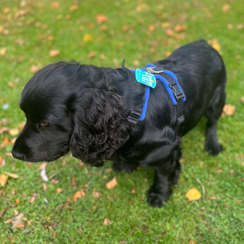 Snooties™ – Muzzle Charm