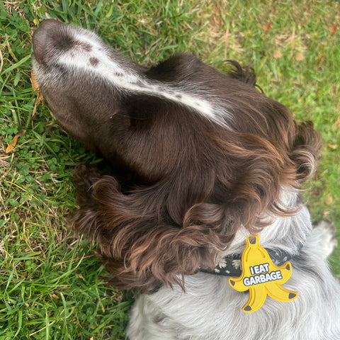 Snooties™ – Muzzle Charm