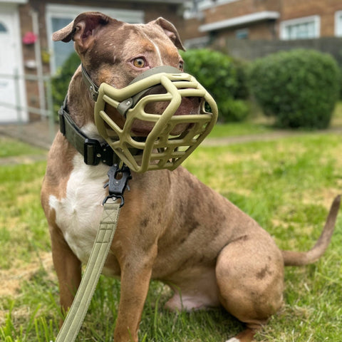 Size Harry original - Made to order muzzle with colour customisation