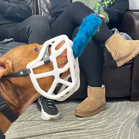Size Harry 2.0 Pre Order - Made to order muzzle with colour customisation *NEW* updated version