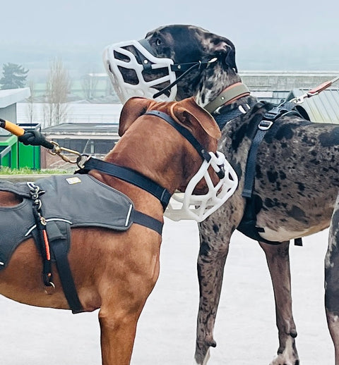 Size Harry 2.0 Pre Order - Made to order muzzle with colour customisation *NEW* updated version