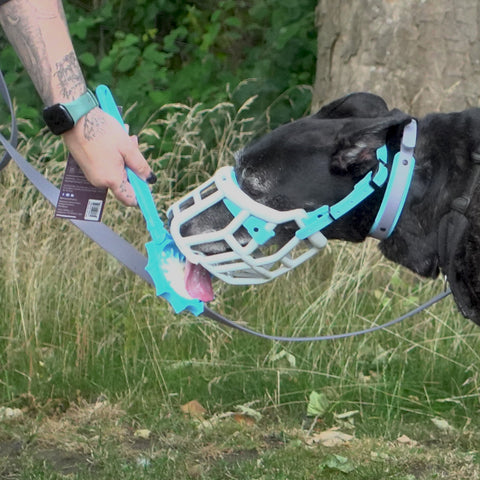 SodaPup Dogs | Lick Stick Hand-Held Interactive Enrichment Toys