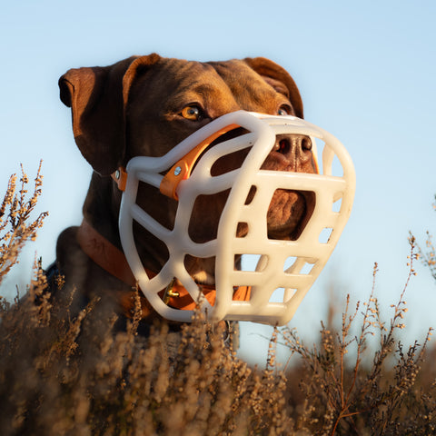 Size Harry 2.0 Pre Order - Made to order muzzle with colour customisation *NEW* updated version