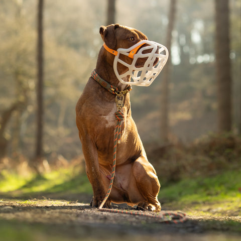 Size Harry 2.0 Pre Order - Made to order muzzle with colour customisation *NEW* updated version