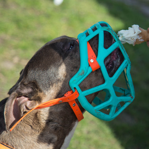 Size Mitzy Dog Muzzle - Made to order muzzle with colour customisation
