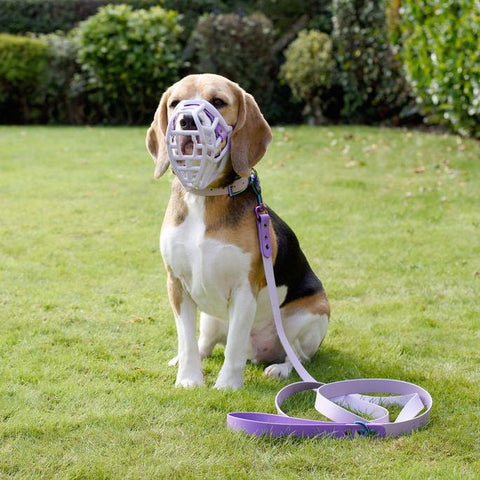 Lilac Muzzle, Collar & Lead Set