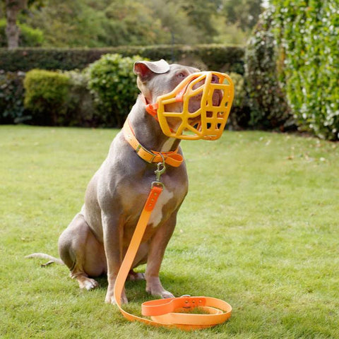 Orange Muzzle, Collar & Lead Set