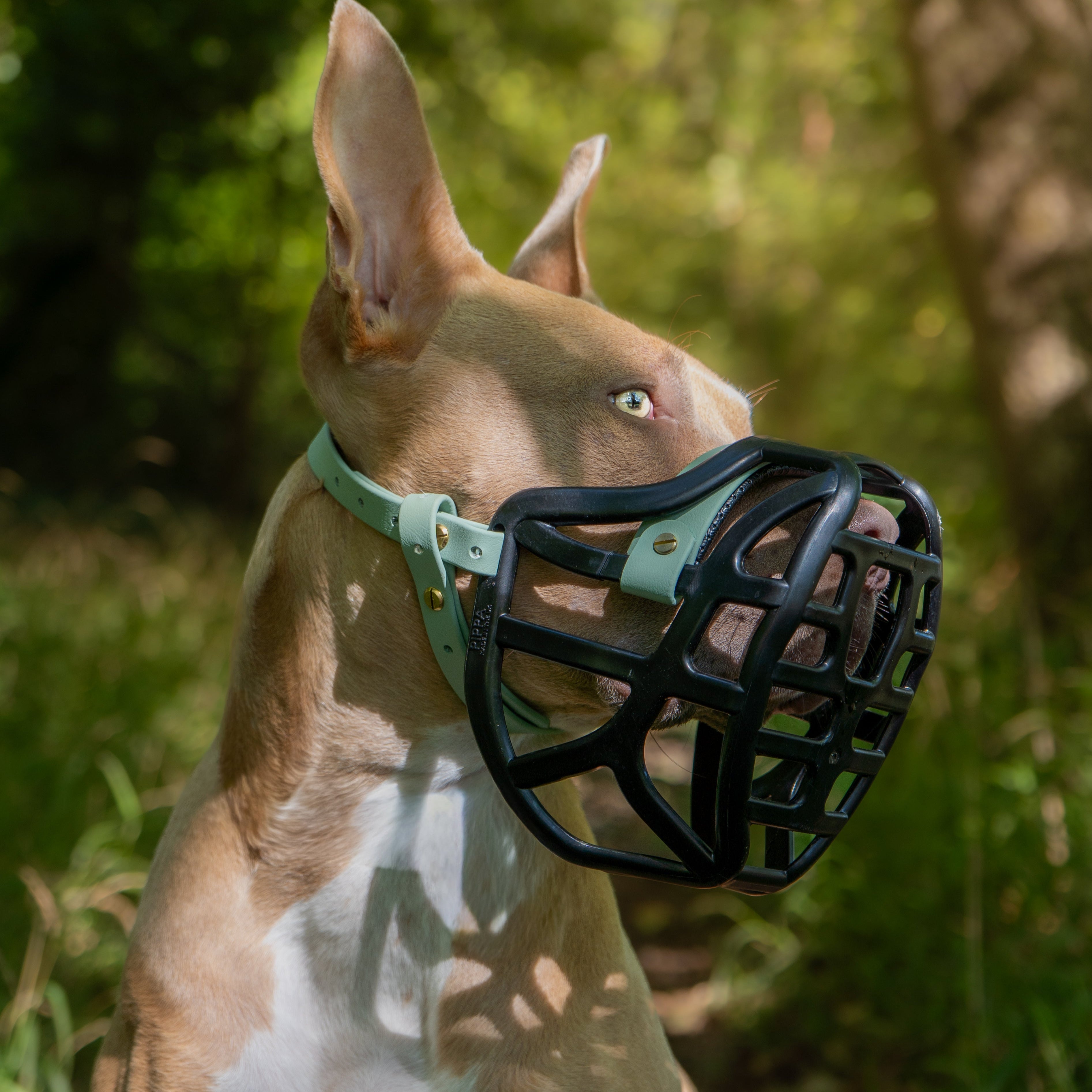 Muzzle Movement Dog Muzzle Argos Size Pippa Dog Muzzle Pre Order