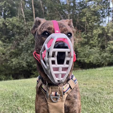 Head Strap