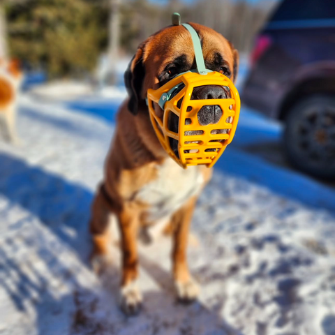 Size Mitzy Dog Muzzle - Made to order muzzle with colour customisation