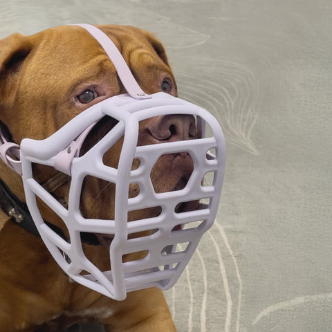 Size Mitzy Dog Muzzle - Made to order muzzle with colour customisation