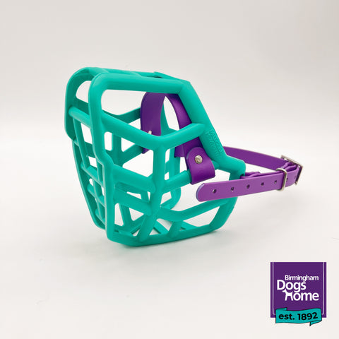 Charity Colour Muzzle – Birmingham Dogs Home - Ready to Ship