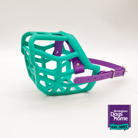 Charity Colour Muzzle – Birmingham Dogs Home - Ready to Ship