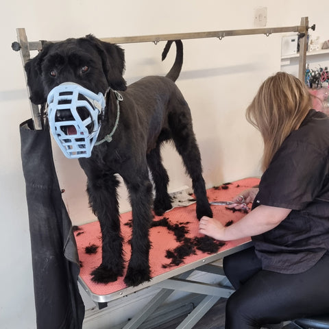 Size Taz Dog Muzzle - Made to order muzzle with colour customisation