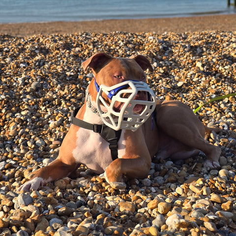 Size Harry 2.0 Dog Muzzle - Made to order muzzle with colour customisation