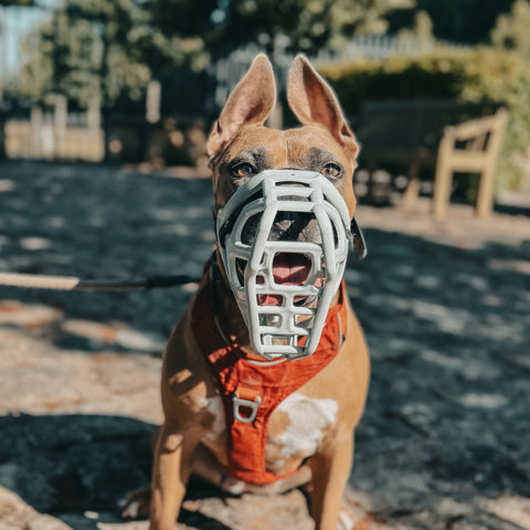 Size Taz Dog Muzzle - Made to order muzzle with colour customisation