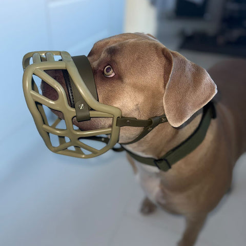 Size Harry 2.0 Dog Muzzle - Made to order muzzle with colour customisation