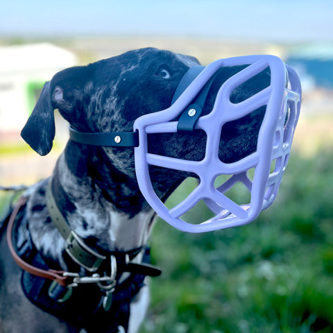 Size Harry 2.0 Pre Order - Made to order muzzle with colour customisation *NEW* updated version