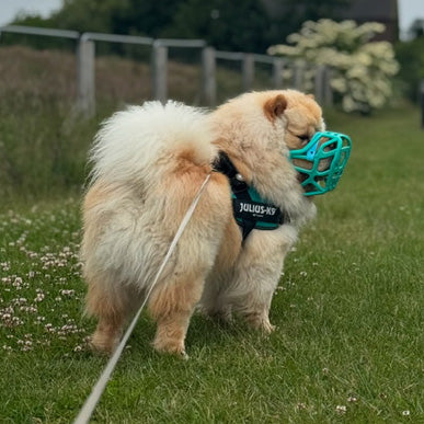 Size Harry 2.0 Dog Muzzle - Made to order muzzle with colour customisation