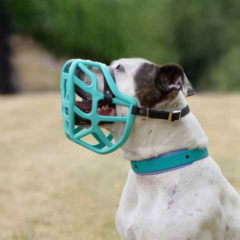 Size Harry 2.0 Dog Muzzle - Made to order muzzle with colour customisation