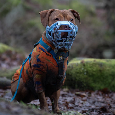 Size Harry original - Made to order muzzle with colour customisation