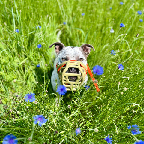 Size Harry original - Made to order muzzle with colour customisation