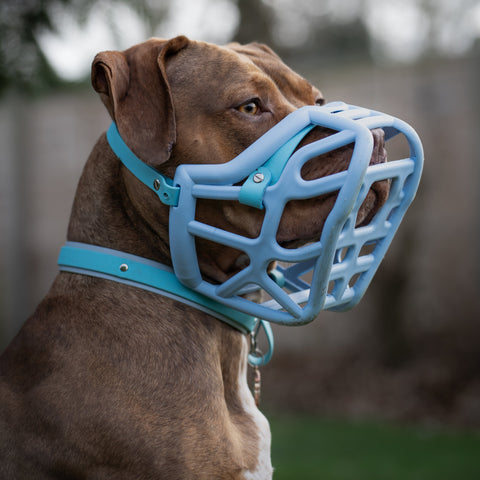 Size Harry original - Made to order muzzle with colour customisation
