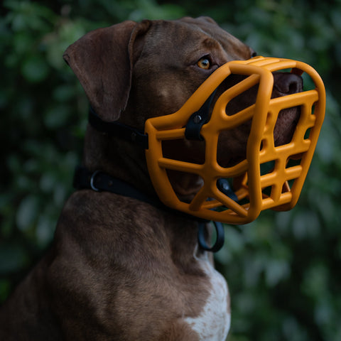Size Harry original - Made to order muzzle with colour customisation