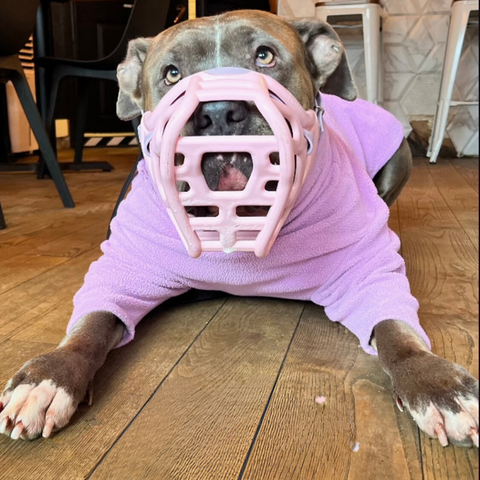 Size Harry original - Made to order muzzle with colour customisation