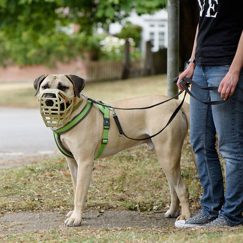 Size Mitzy Dog Muzzle - Made to order muzzle with colour customisation