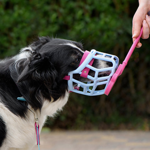 SodaPup Dogs | Lick Stick Hand-Held Interactive Enrichment Toys