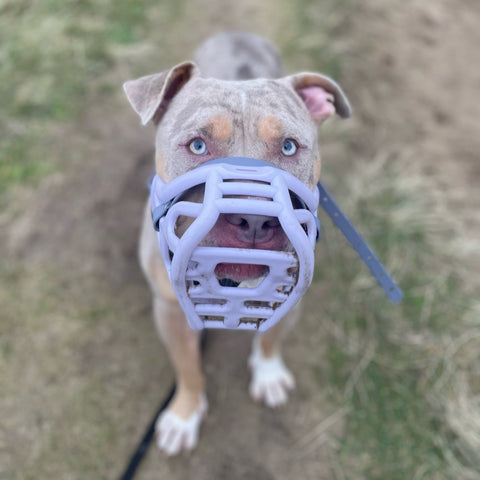 Size Harry original - Made to order muzzle with colour customisation