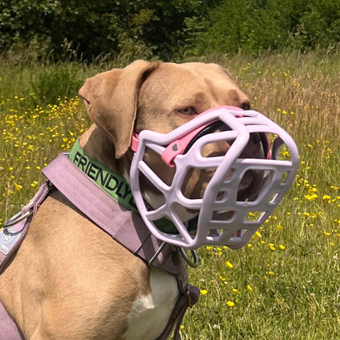 Size Harry 2.0 Dog Muzzle - Made to order muzzle with colour customisation