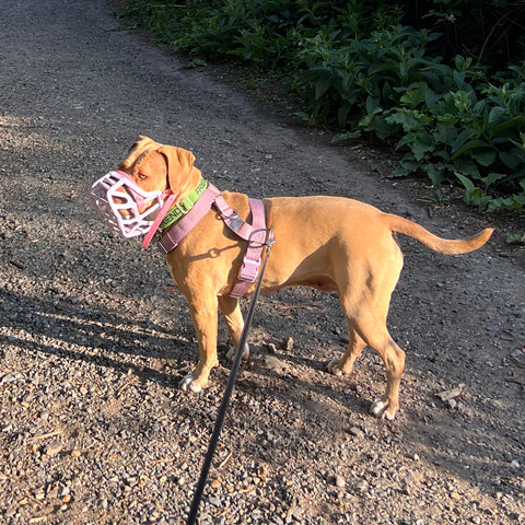 Size Harry 2.0 Dog Muzzle - Made to order muzzle with colour customisation