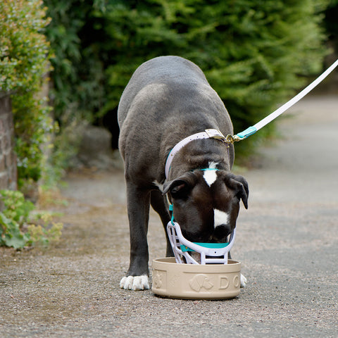 Size Mitzy Dog Muzzle - Made to order muzzle with colour customisation