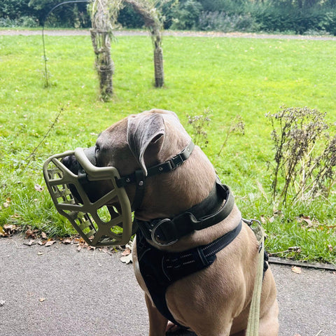 Size Mitzy - Made to order muzzle with colour customisation