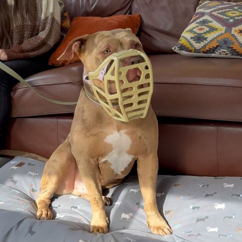 Size Mitzy - Made to order muzzle with colour customisation