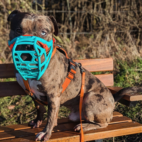 Size Mitzy - Made to order muzzle with colour customisation